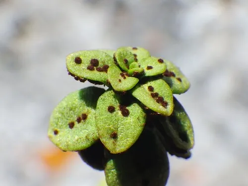 Puccinia aberrans
