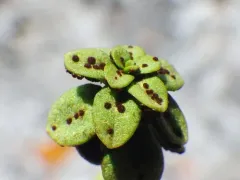 Puccinia aberrans thumbnail 1