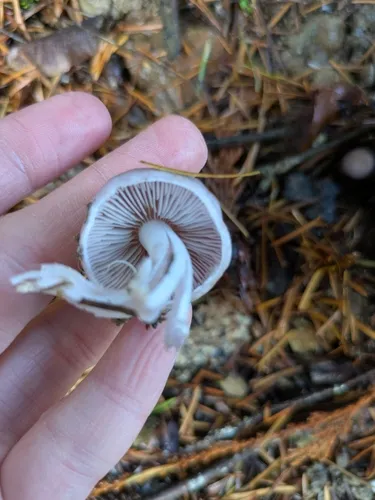 Inocybe ionocephala