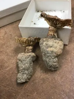 Squamanita umbonata thumbnail 1