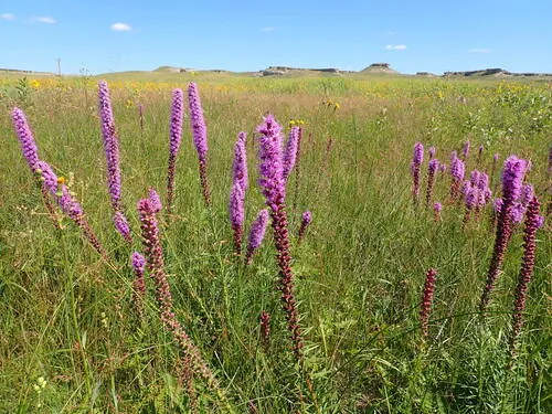 lanceleaf blazing star