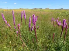 lanceleaf blazing star thumbnail 1