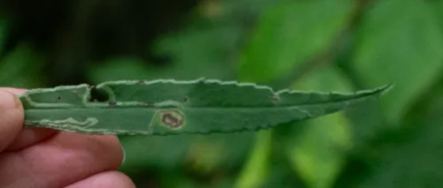 Ophiomyia quinta