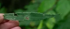 Ophiomyia quinta thumbnail 1