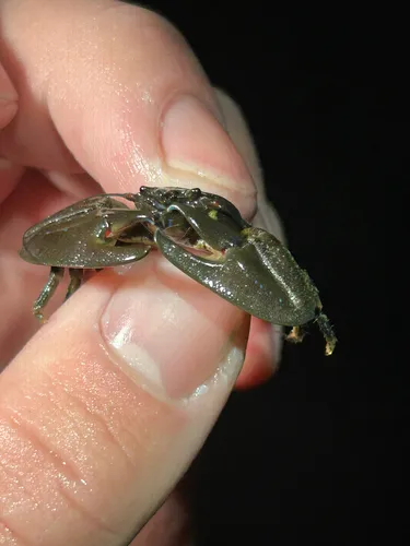 Chocolate Porcelain Crab