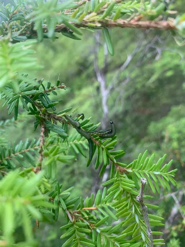 Hemlock Sawfly