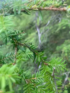 Hemlock Sawfly thumbnail 1