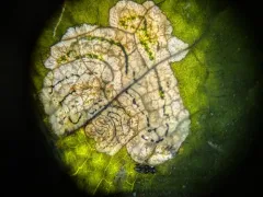 Liriomyza cracentis thumbnail 1
