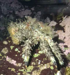 Heart Crab thumbnail 2