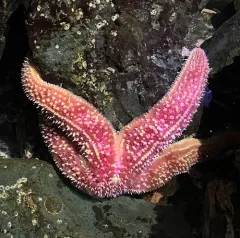 Rainbow Star thumbnail 1