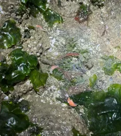 Coryphella longicaudata thumbnail 2