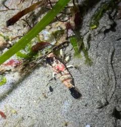 Deep Blade Shrimp thumbnail 4