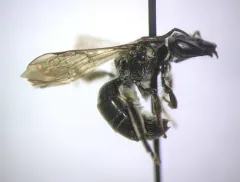 ground cherry sweat bee thumbnail 2