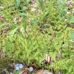 bulblet fern thumbnail 2