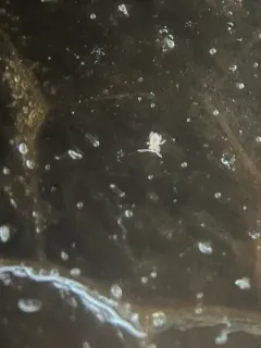 Sphaeridia pumilis thumbnail 3