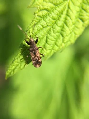 Horn-banded Seed Bug