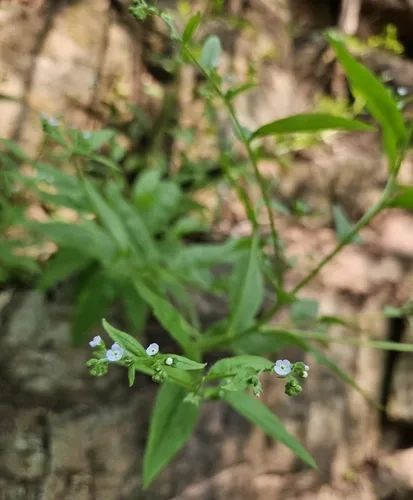 Northern Stickseed