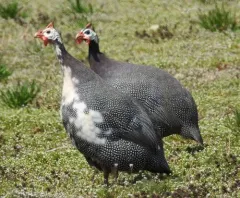 Helmeted guineafowl