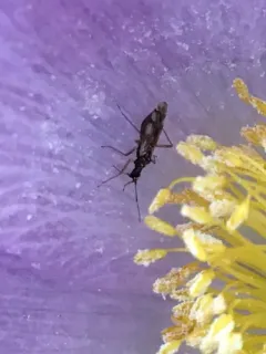 Dicyphus discrepans thumbnail 4