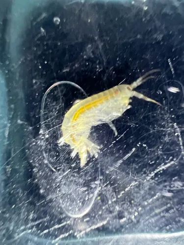 Anisogammarus pugettensis