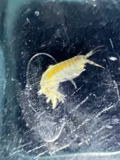 Anisogammarus pugettensis thumbnail 1