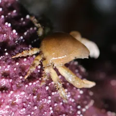Sharpnose Crab thumbnail 4