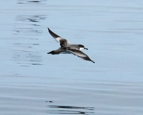 Buller's Shearwater