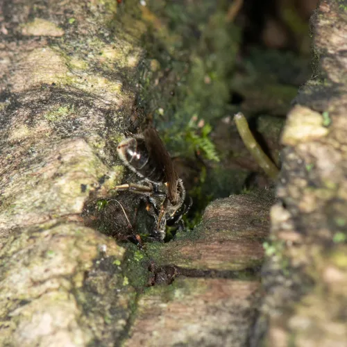 Lasioglossum subviridatum