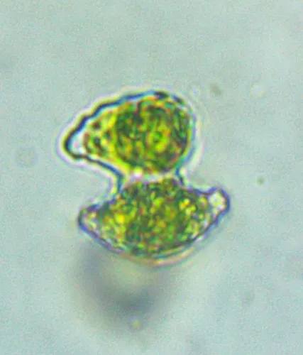 Staurastrum margaritaceum
