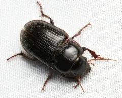 Euryderus grossus thumbnail 2