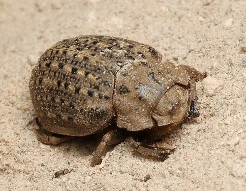 Hide beetle