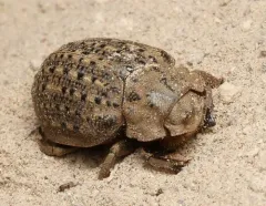Hide beetle thumbnail 1