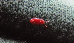 Philothermus glabriculus thumbnail 4