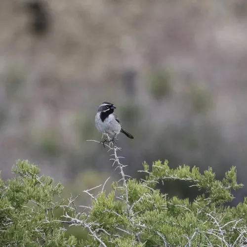 Black-throated Sparrow