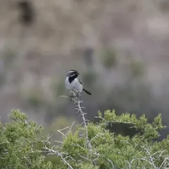 Black-throated Sparrow thumbnail 1
