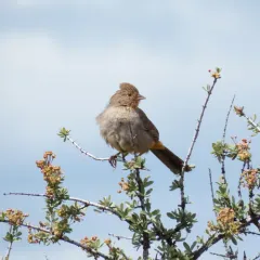 California Towhee thumbnail 4