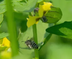 Broad-footed Cellophane Bee thumbnail 2