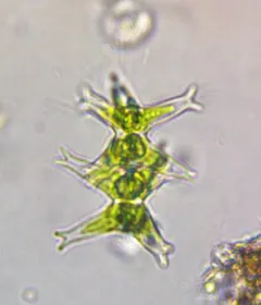 Staurastrum brachiatum thumbnail 4