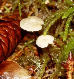 Pseudomarasmius pallidocephalus thumbnail 2