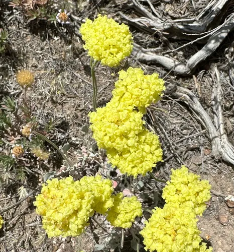 Ruby Mountains Buckwheat