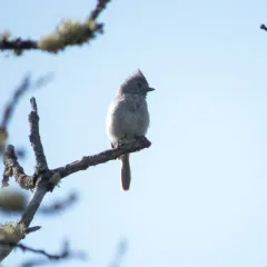 Oak Titmouse thumbnail 4