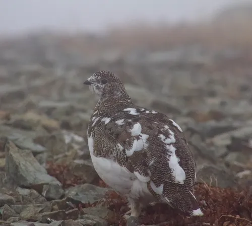 Rock Ptarmigan