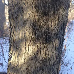 common hackberry thumbnail 2