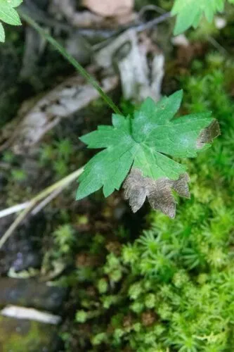 Phytomyza aldrichi