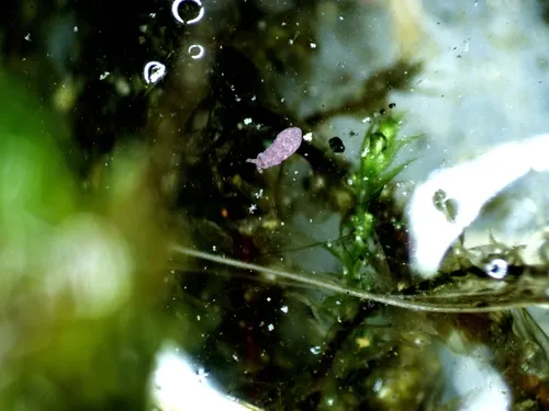 Brachystomella parvula