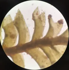 Heller's Notchwort thumbnail 4