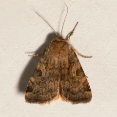 Catocaline Dart thumbnail 2