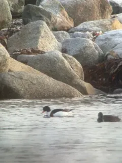 Common Shelduck thumbnail 1