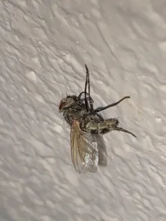 Common Cluster Fly thumbnail 2