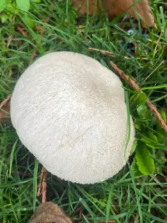 Agaricus fissuratus thumbnail 2